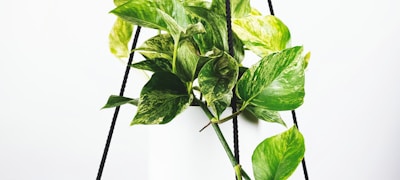 英超联赛球员争抢足球的激烈场面